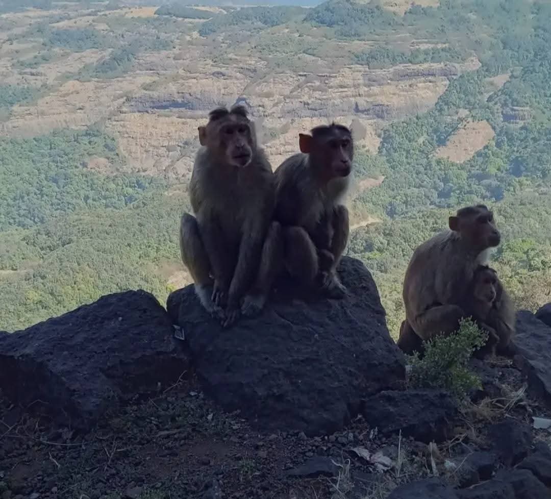 भंडारदरा फोटो 21